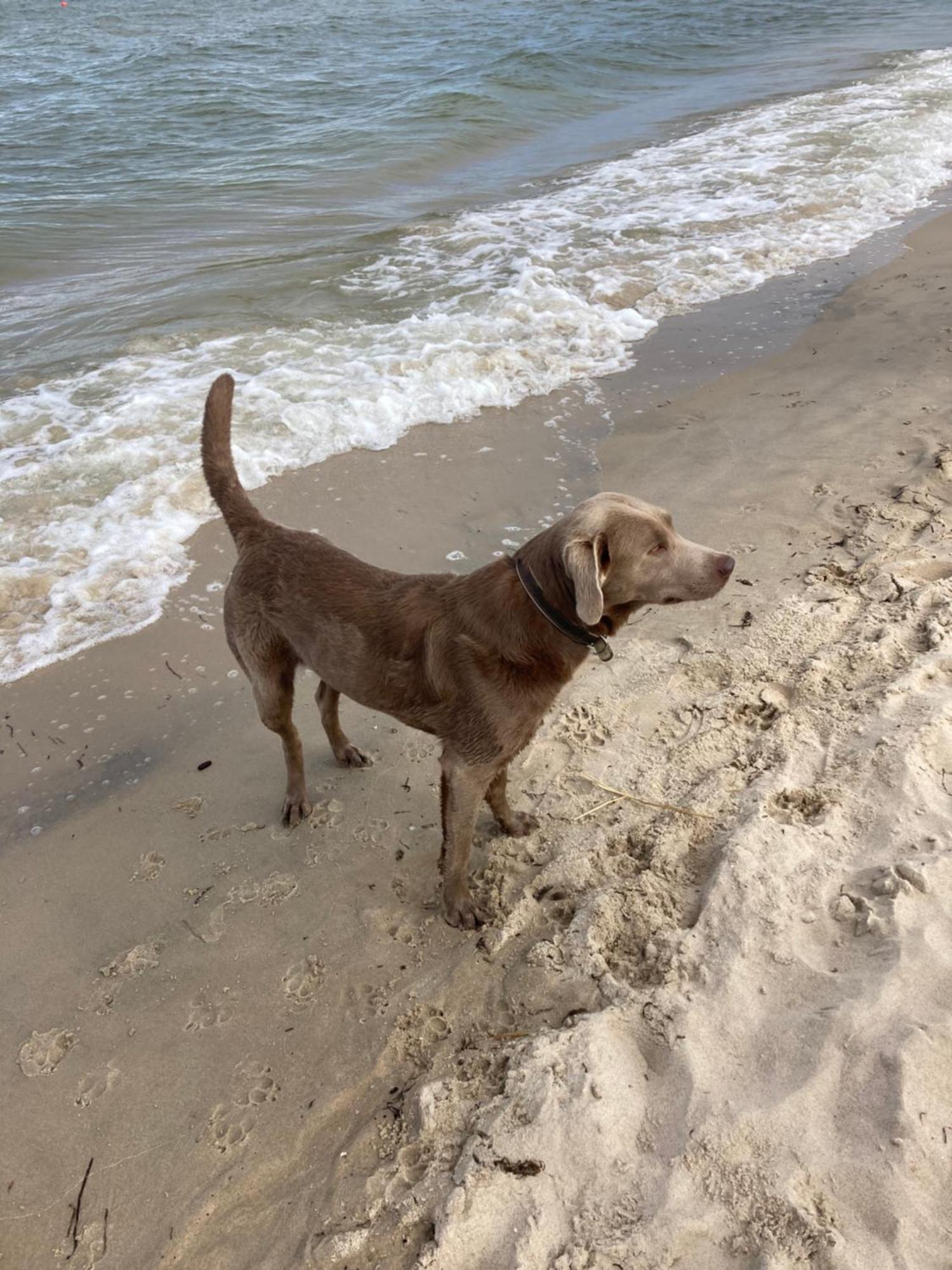 Reet Am Strand Mit Hund Karlshagen Exterior photo