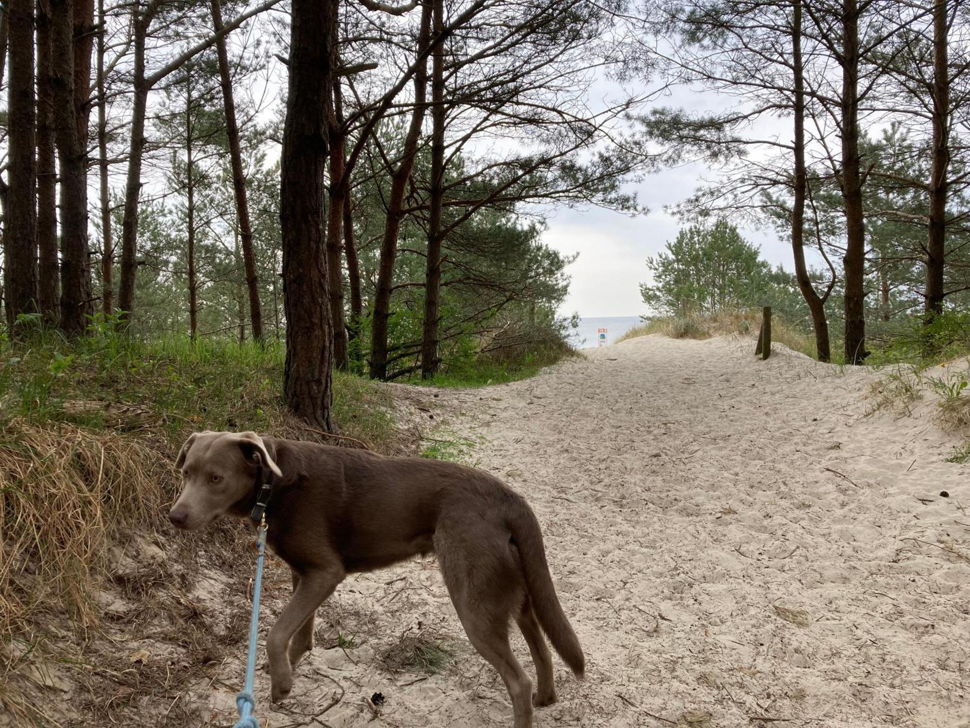 Reet Am Strand Mit Hund Karlshagen Exterior photo