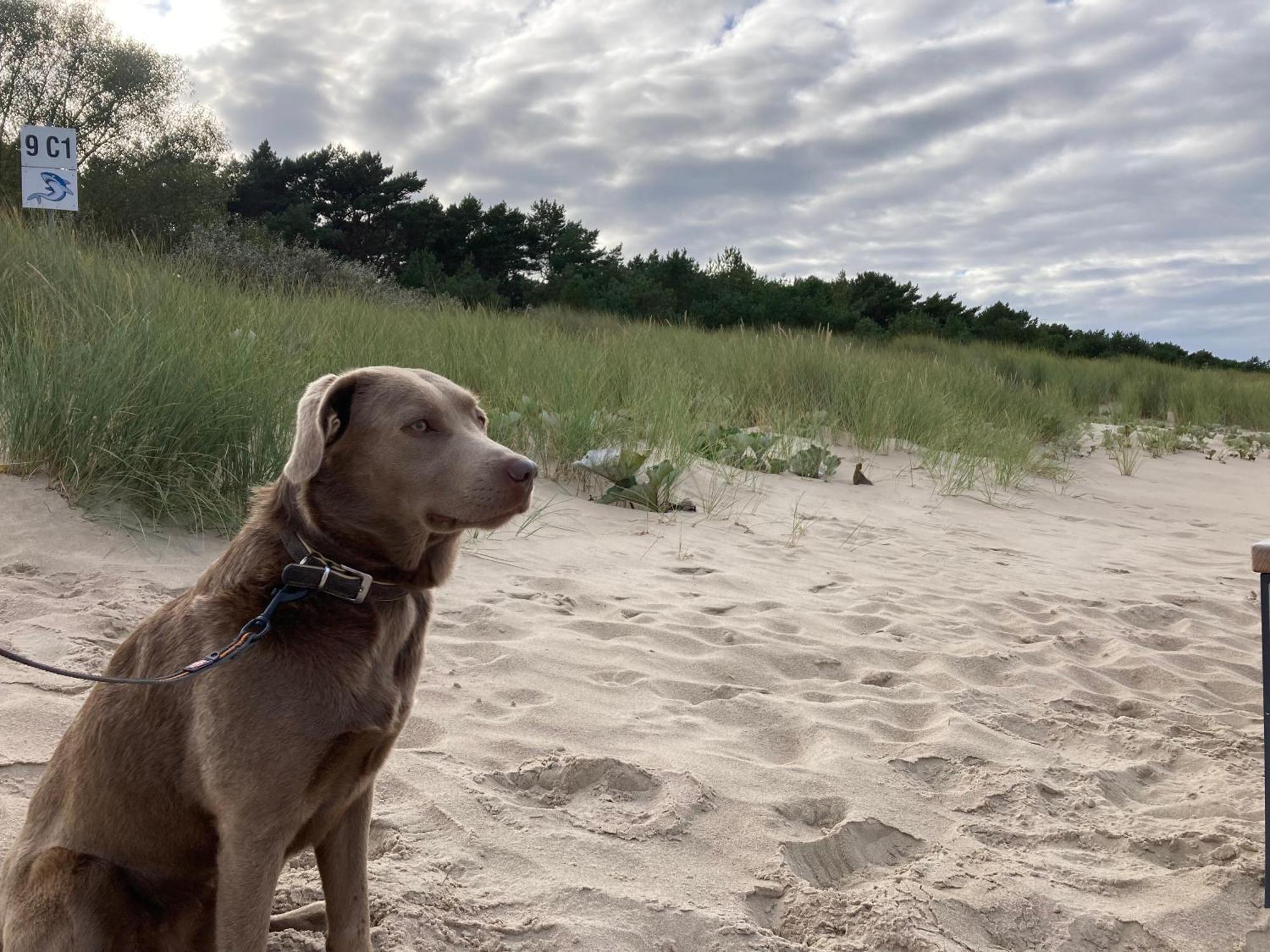 Reet Am Strand Mit Hund Karlshagen Exterior photo