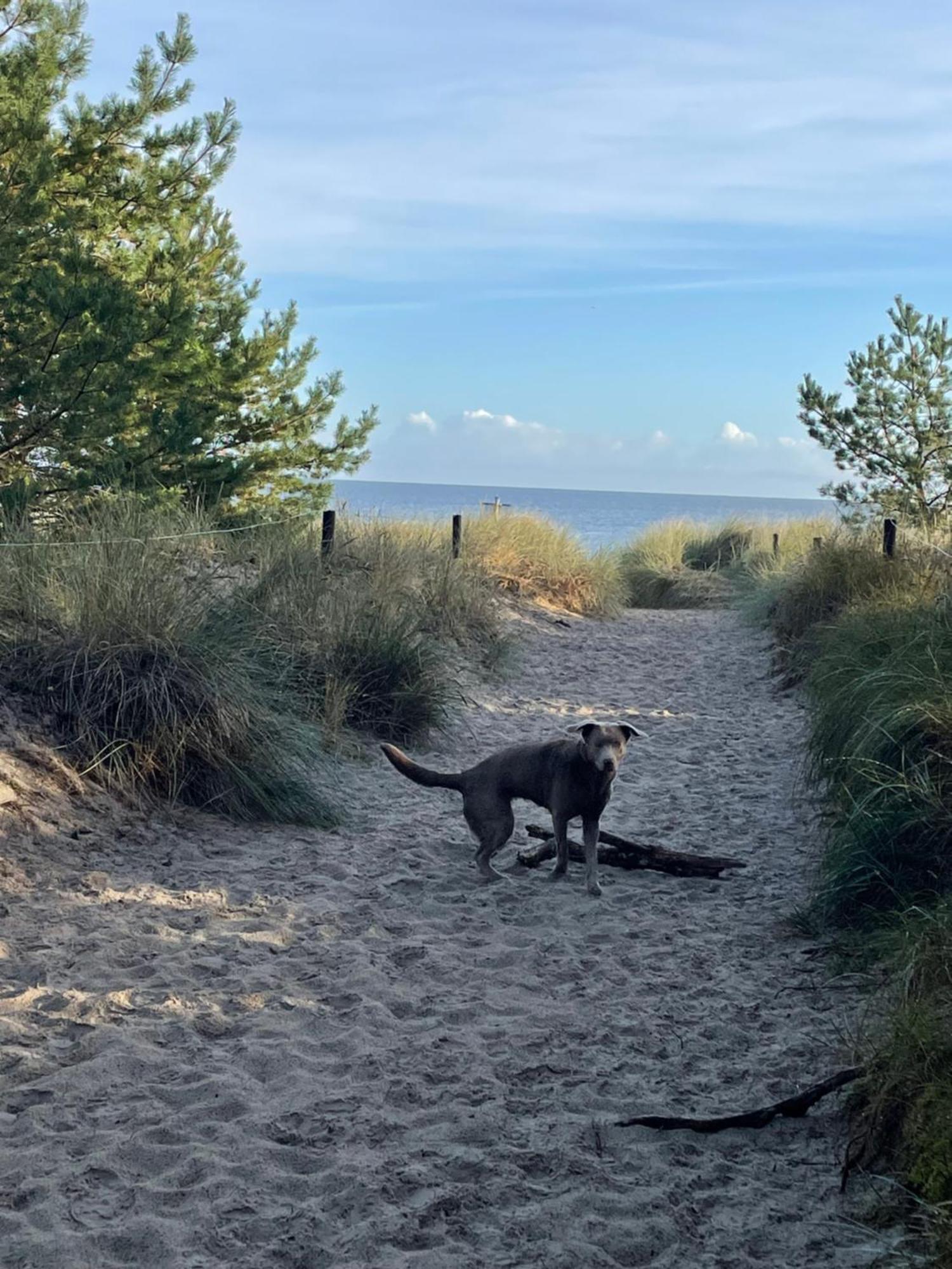 Reet Am Strand Mit Hund Karlshagen Exterior photo